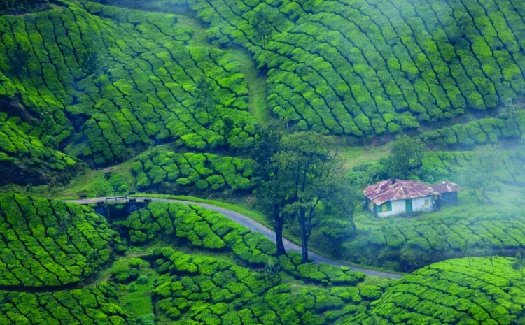  Munnar: The Enchanting Jewel of Kerala’s Western Ghats